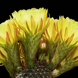 Yellow Gold by Kelley King