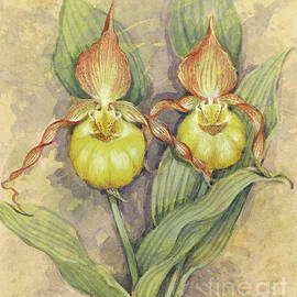 Yellow Lady's Slipper by Gordon Beningfield