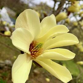 Yellow Magnolia by Veterans Aerial Media LLC