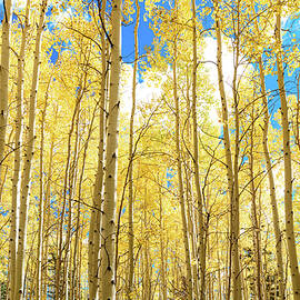 Yellow Nature by Matt Halvorson