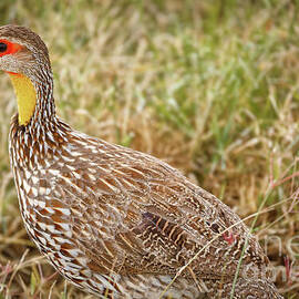 Yellow Necked Spurfowl in Kenya by Natural Focal Point Photography