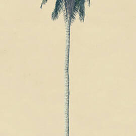 Yellow Palm by Andrew Paranavitana