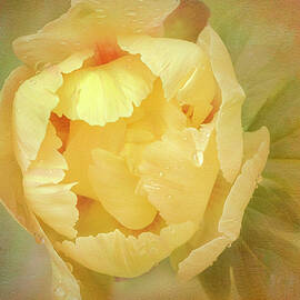 Yellow Peony by Susan Candelario