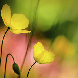 Yellow Poppies by Ursula Abresch