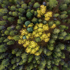 Yellow Spot by Matt Halvorson