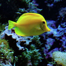 Yellow Tang by Flees Photos