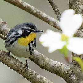 Yellow-throated Warbler with Dogwood by Cascade Colors