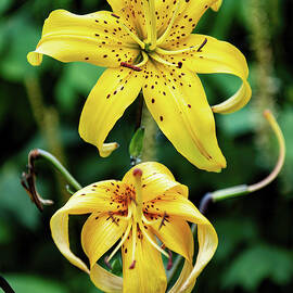 Yellow tiger lilies 01 by Flees Photos