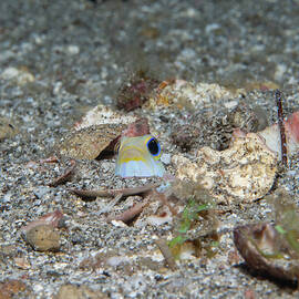 Yellowhead jawfish peeking out by Brian Weber