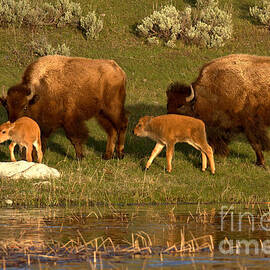 Yellowstone Bison Red Dog Season by Adam Jewell
