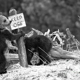 Yellowstone Junior Rangers Black And White by Adam Jewell