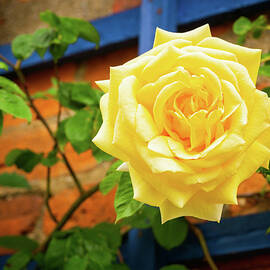 Ykellow rose by Seeables Visual Arts