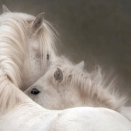 Young and Old. by Paul Martin