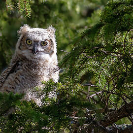 Young Great Horned Owl