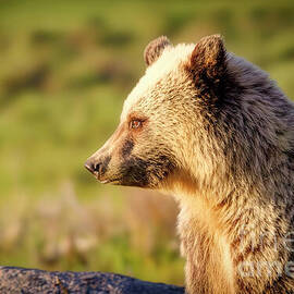 Young Grizzly Portrait by Natural Focal Point Photography
