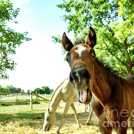 Young horse by Jelena Jovanovic