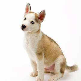 Young male Husky puppy dog on plain background by Seeables Visual Arts