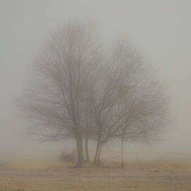 Young Oaks in Morning Fog by Mike Lee