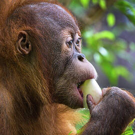 Young Orangutan Eating Fruit in the Forest by Miroslav Liska