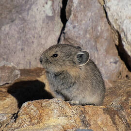 Young Pika in the Sunlight by Cascade Colors