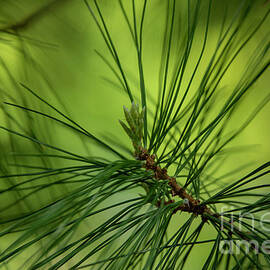 Young Pine by Mark Triplett