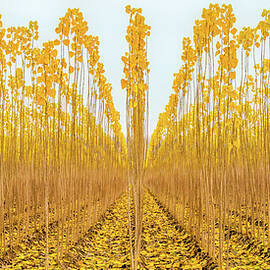 Young Poplar Trees by Elvira Peretsman
