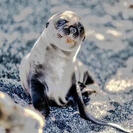 Young Sea Lion on Rocky Shore by Bruce Block