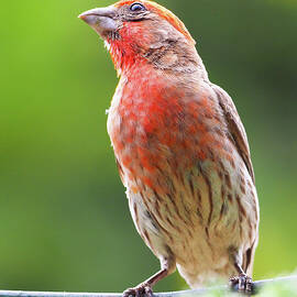 You are not above suspicion, camera boy.  by Joe Schofield