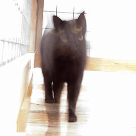 Your Cat on Drugs by Mary Lee Dereske