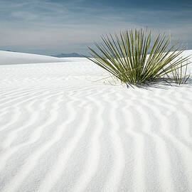 Yucca at White Sands National Monument by Mary Lee Dereske