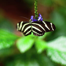 Zebra Butterfly 01 by Flees Photos