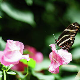 zebra butterfly 02 by Flees Photos