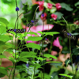 zebra Butterfly 03 by Flees Photos