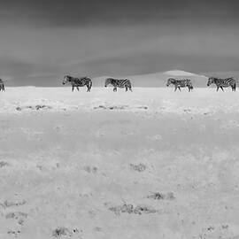 Zebra Herd in Black and White by Bruce Block