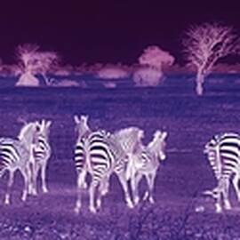 Zebra in Tanzania by Bruce Block