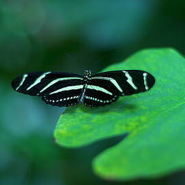 zebra longwing butterfly by Flees Photos