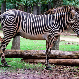zebra side profile by Flees Photos