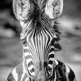 Zebra Stare by Natural Focal Point Photography