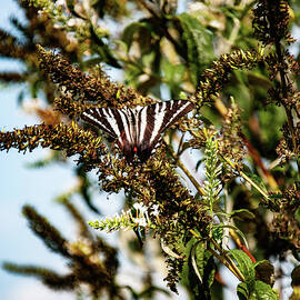 Zebra swallowtail butterfly 01 by Flees Photos