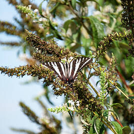 Zebra Swallowtail on a bush by Flees Photos