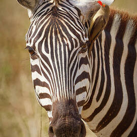 Zebra with a Red-billed Oxpecker by Natural Focal Point Photography
