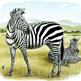 Zebras by Gene Jarvis