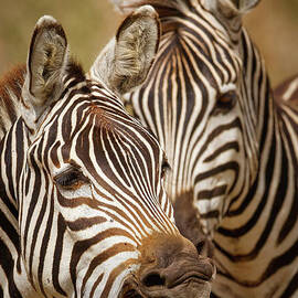 Zebras Smile or Yawn by Natural Focal Point Photography