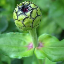 Zinnia Bud in Bloom by Deb Beausoleil