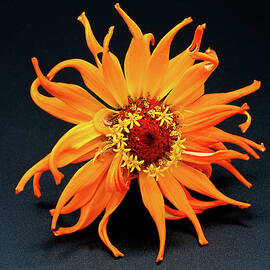 Zinnia A la seconde by Joe Schofield