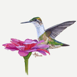 Zinnia Loving Humminbird by Angeles M Pomata