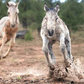 Zoomies. by Paul Martin