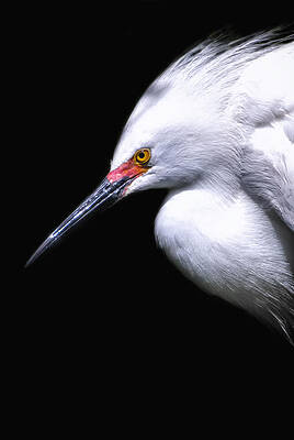 Wall Art featuring the photograph A Little Light by Ghostwinds Photography