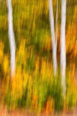 Fall Photograph - Autumn Birches by Jeff Sinon