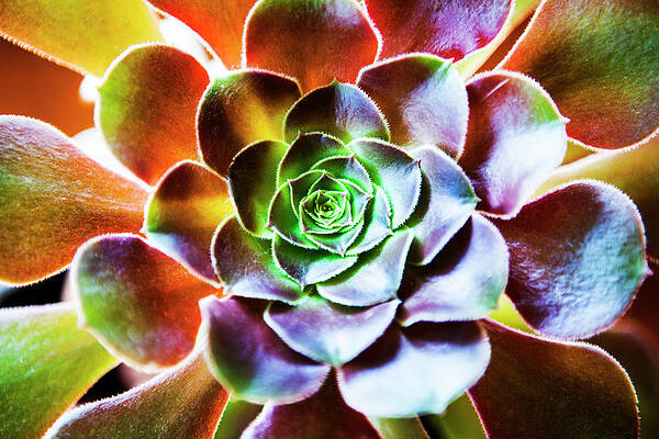 Wall Art featuring the photograph Aeonium Arboreum Plant #1 by Renphoto